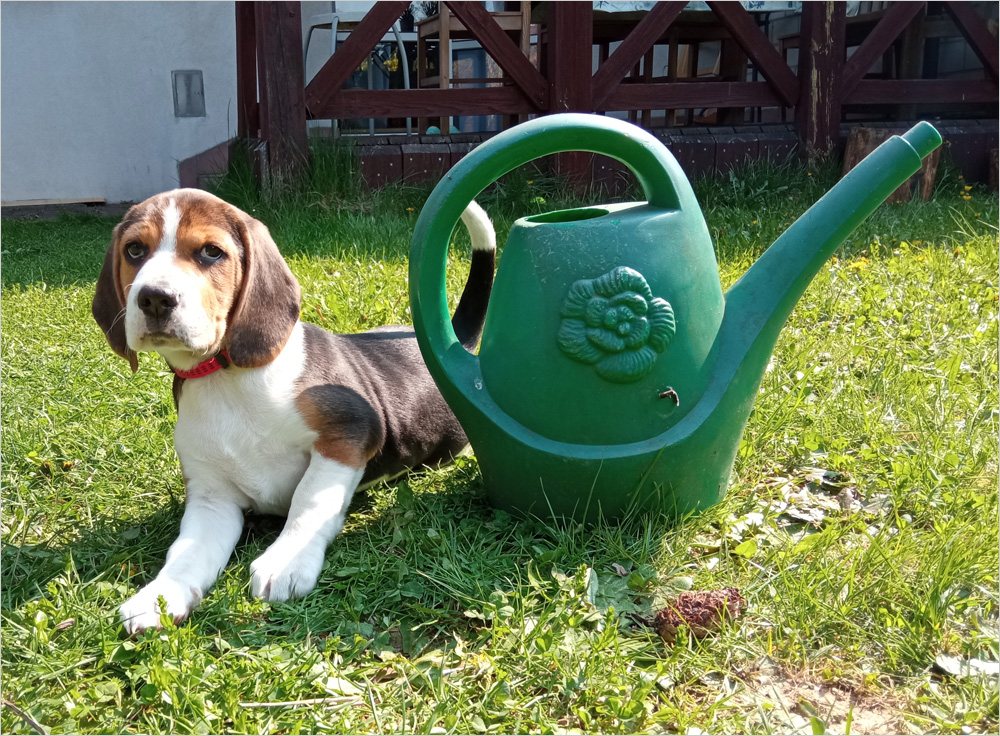 Beagle i konewka