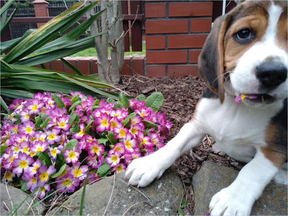 Pies je kwiatek